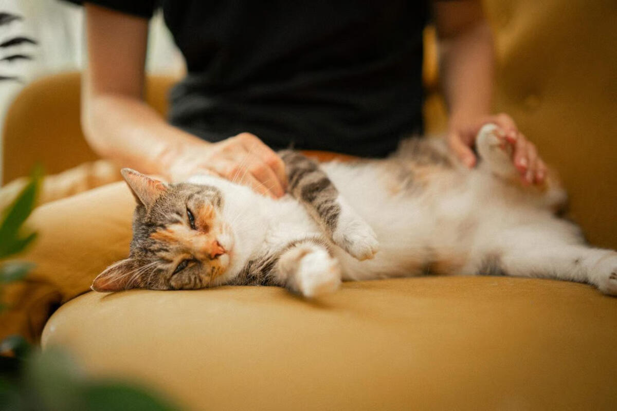Posisi Tidur Kucing Ternyata Bisa Menunjukkan Kondisi dan Perasaannya