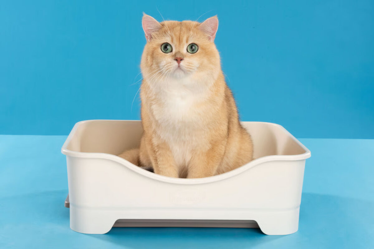 Rekomendasi Pasir Kucing Serap Bau di Ruangan Indoor