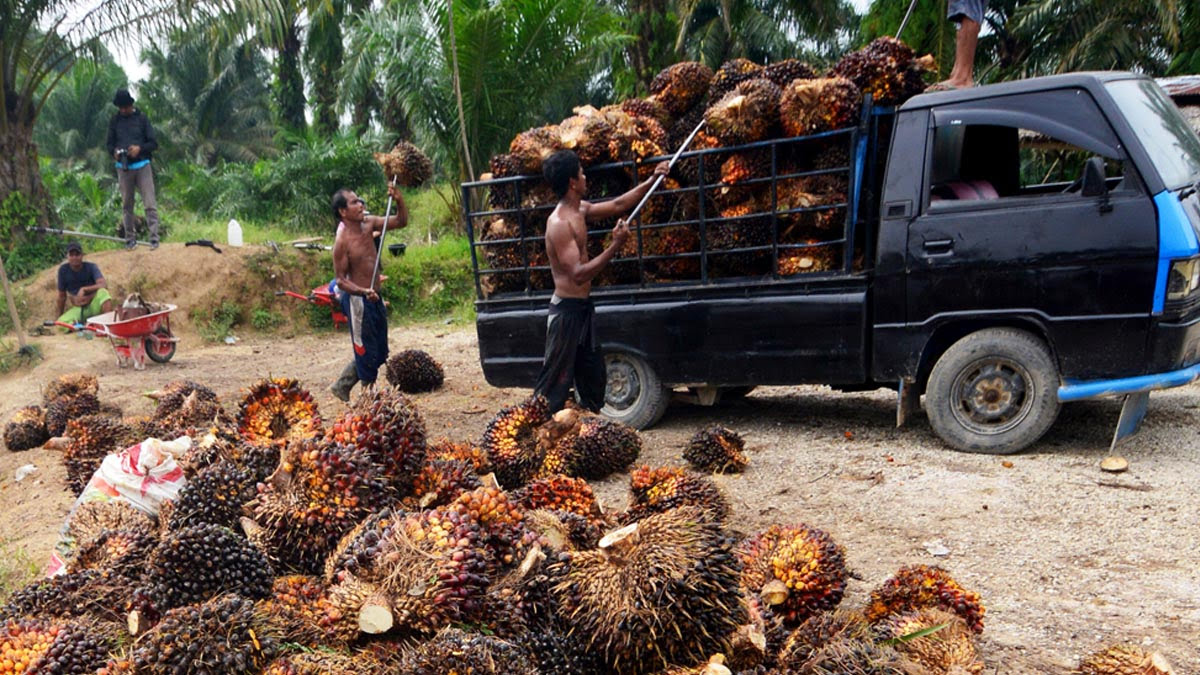 Kenaikan Harga TBS Kelapa Sawit Mendongkrak Semangat Petani di Pinoh Utara