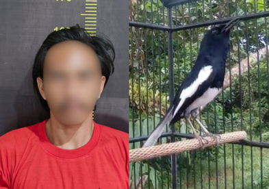 Cuman Gegara Suara Kicauan Burung, Pria di Ambawang Nekat Curi Burung Kacer