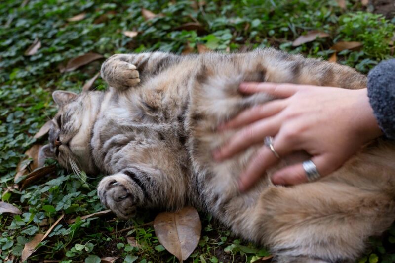 Ciri-Ciri Kucing Hamil dan Masa Kehamilan yang Perlu Diketahui Pemilik