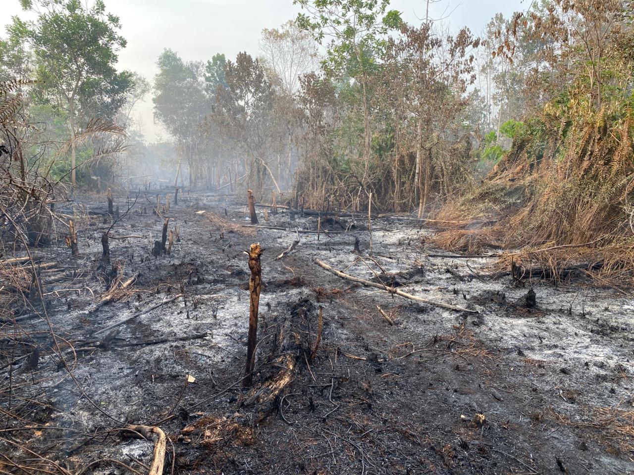 Hari ke-12 Karhutla di Pontianak Utara Belum Padam, Enam Titik Api Masih Terdeteksi