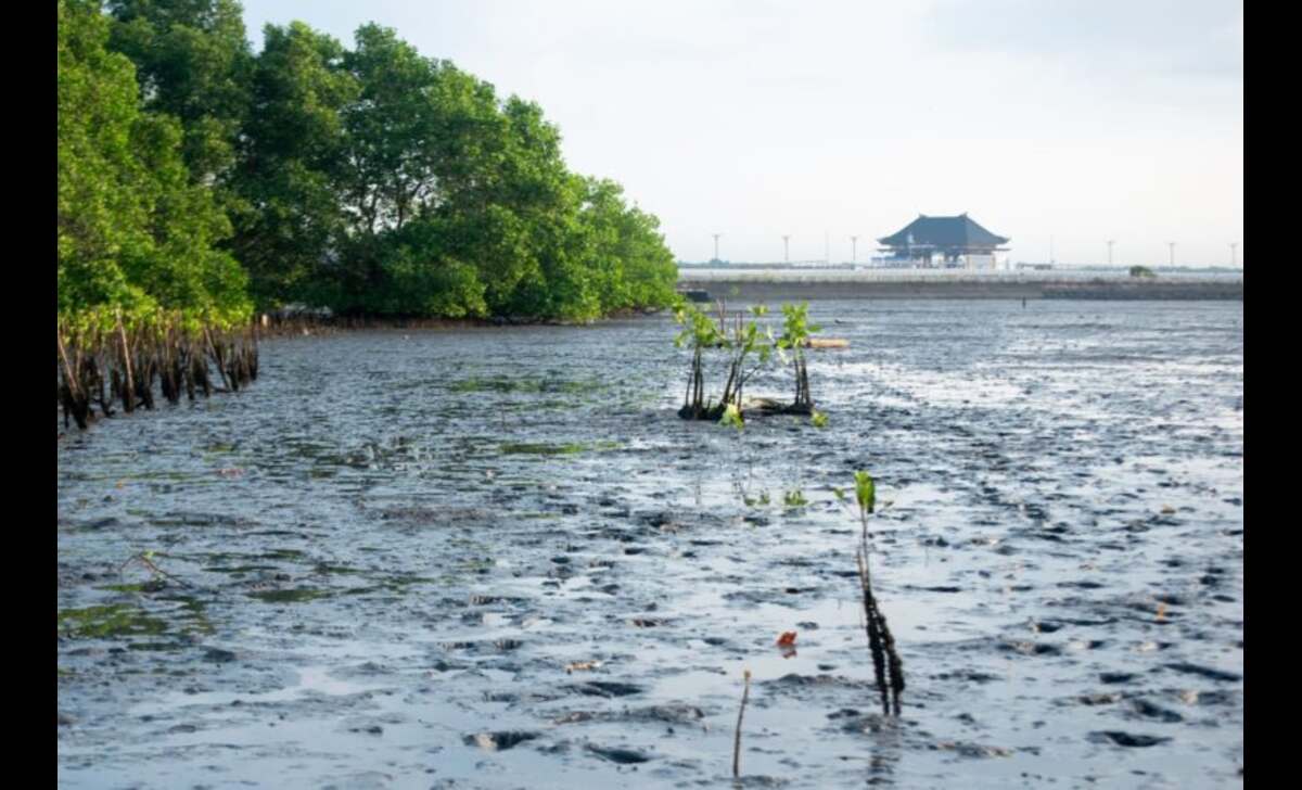 Hari Kanker Paru Sedunia: LindungiHutan Tegaskan Pentingnya Tutupan Hijau untuk Udara Bersih dan Kesehatan Par