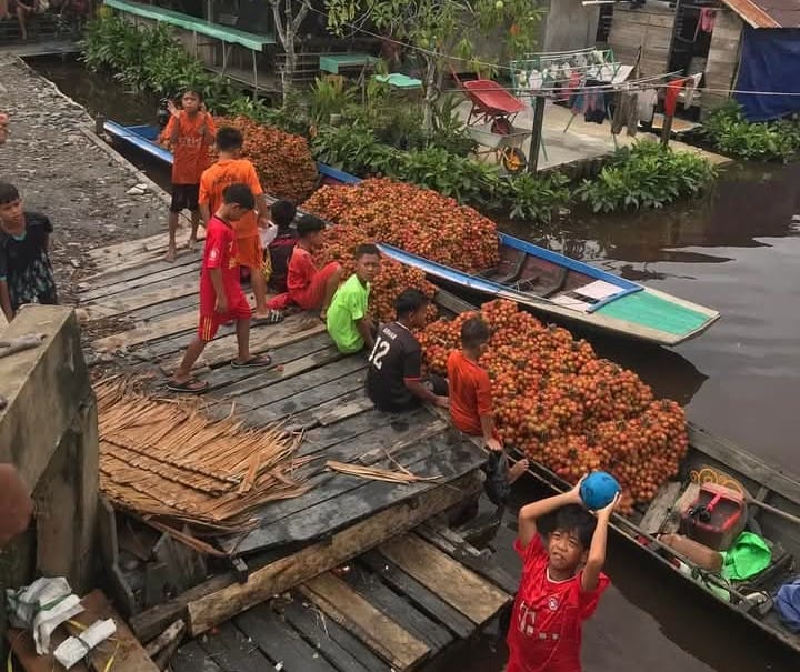 Panen Raya, Rambutan Sajad Jadi Buruan Warga Sambas dan Sekitarnya