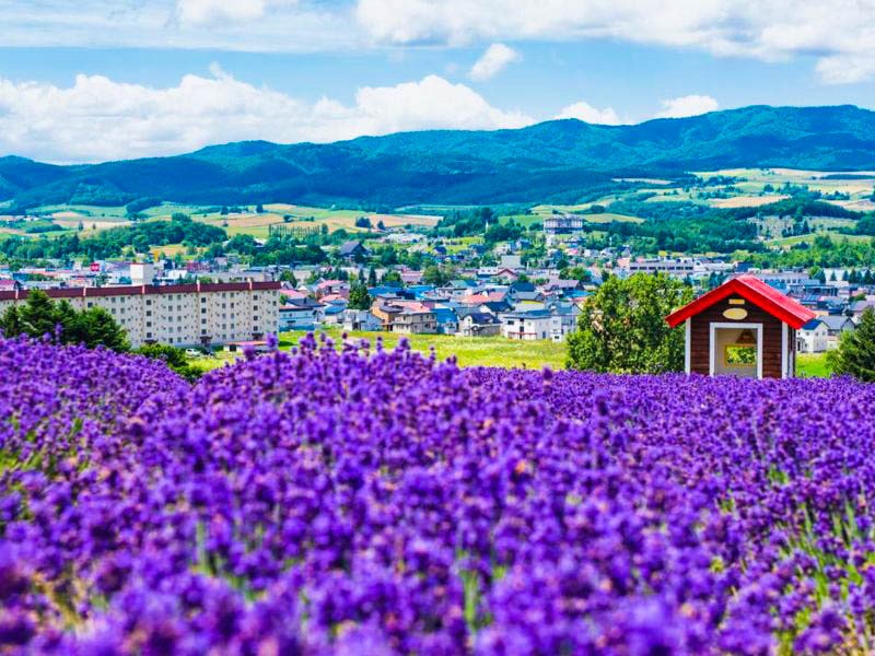 Wisata Jepang: Eksplor Keindahan Hokkaido Bersama Callista Tour 2025!