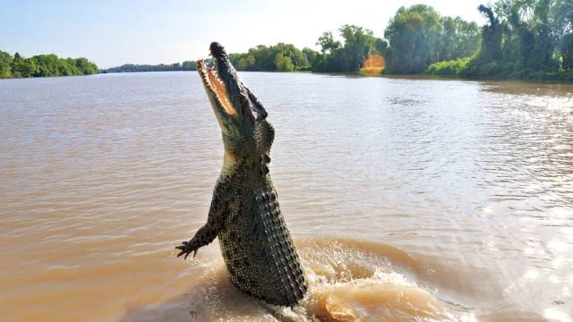 Serangan Buaya Ganas di Kubu Raya Menyebabkan Luka Serius pada Seorang Pria