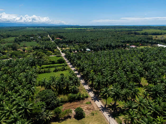 40% Petani Sawit Indonesia Hadapi Tantangan Sertifikasi dan Ketertelusuran di EUDR