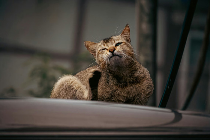 4 Cara Ampuh Mencegah Kutu Kucing Pada Peliharan Kamu