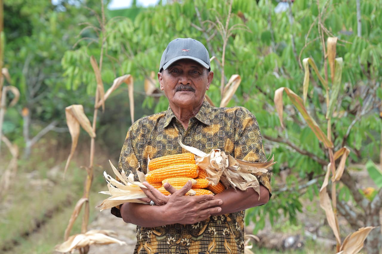 Kisah Abdul Hamid, Petani Jagung Pontianak Bertahan di Tengah Keterbatasan Lahan