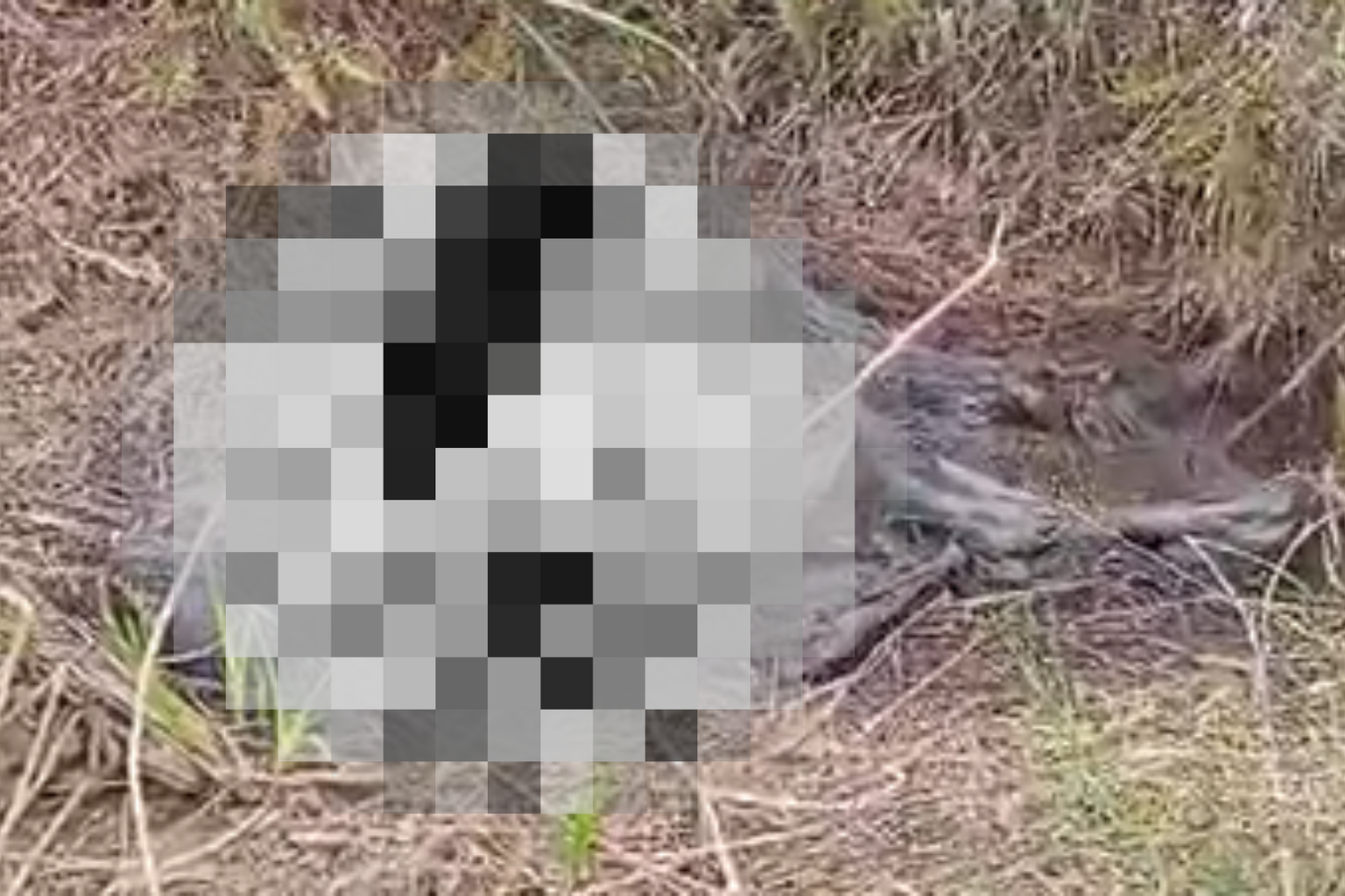 Geger! Kerangka Manusia Ditemukan di Semak Desa Kayuara, Warga Menyuke Heboh