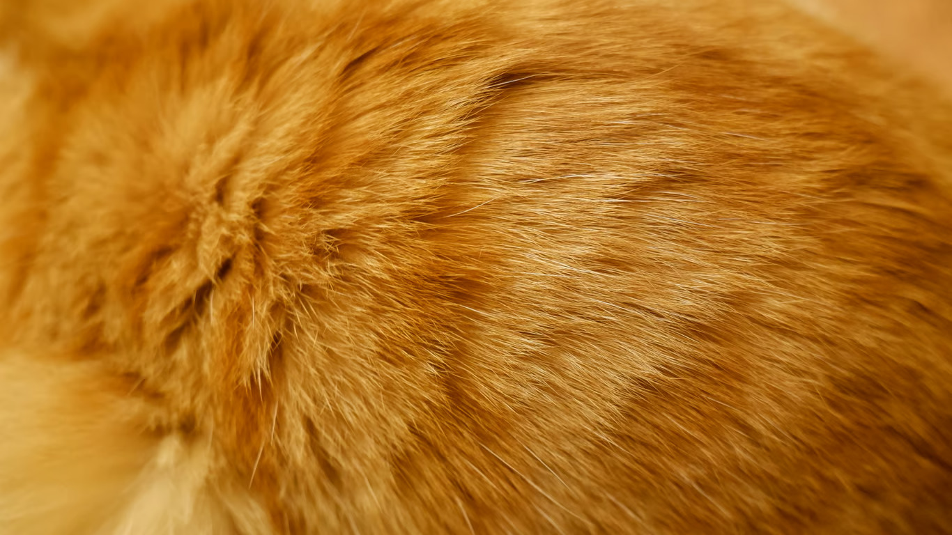 Perawatan Bulu Kucing Botak agar Tumbuh Lebat