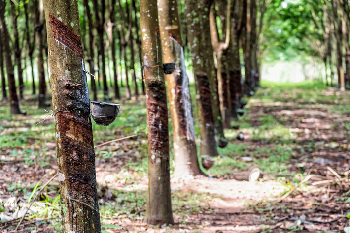 Dorong Industri Karet Berkelanjutan Bebas Deforestasi, KOLTIVA Perkuat Rantai Pasok Thailand untuk Kepatuhan E