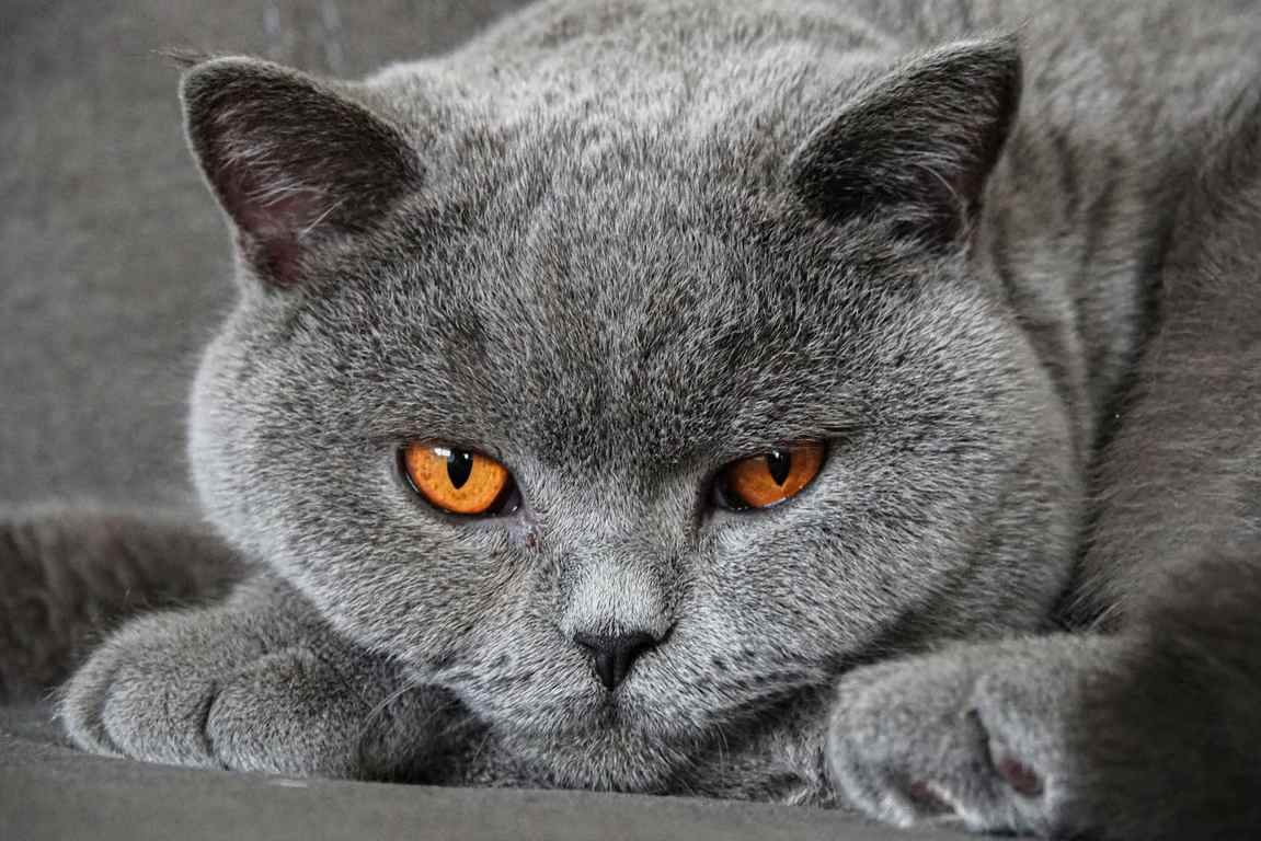 Ras Kucing Abu Abu Populer yang Cocok Dipelihara di Rumah