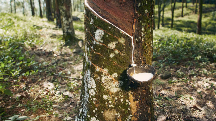 Petakan 15 Ribu Lahan dan Verifikasi 4.500 Petani, G T Rubber Thailand dan KOLTIVA Pastikan Rantai Pasok Karet