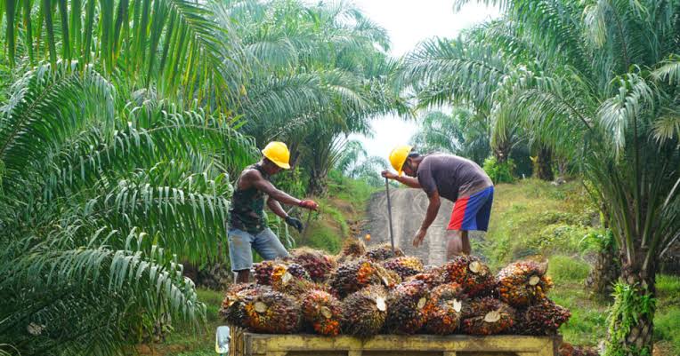 Kasus Pencurian di Area Budidaya Kelapa Sawit Marak, GAPKI Kalimantan Tengah Desak Tangkap Aktivitas Ilegal