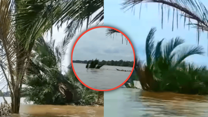 Viral Tanda Alam: Pohon-Pohon Hilang Tertelan Secara Misterius ke Dalam Sungai Kapuas