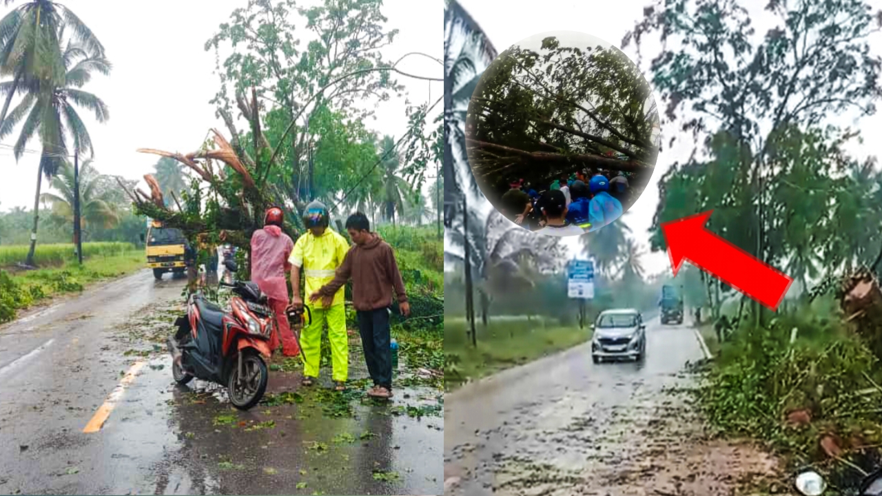 Diterpa Angin Kencang, Pohon Tumbang di Jalan Raya Jongkat Mempawah