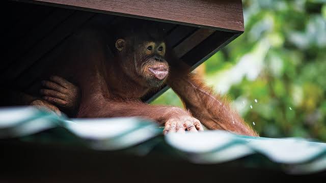 Orangutan Dewasa Melompat Masuk Pagar Pembatas, Bandara Kota Sampit Geger