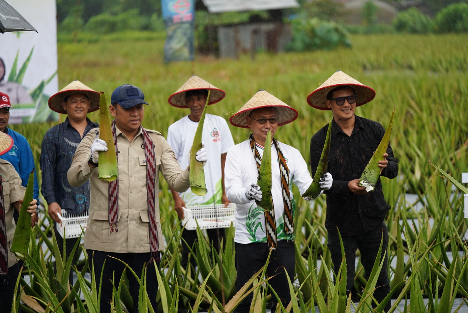 Pontianak Utara Jadi Sentra Lidah Buaya, Wamentan Dukung Pertanian Hortikultura