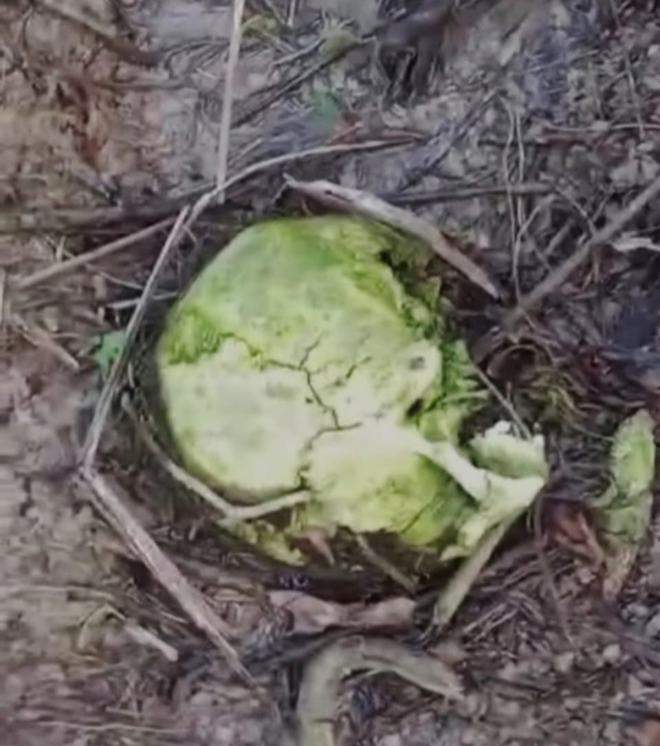 Heboh! Warga Temukan Kerangka Manusia di Kebun Sawit Mempawah