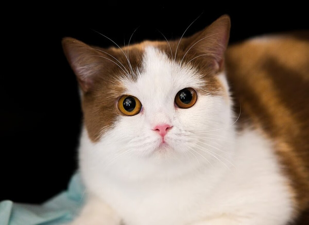 Imlek Dimulai Dengan Cara yang Lebih Meowgic di Grand Galaxy Park Bekasi