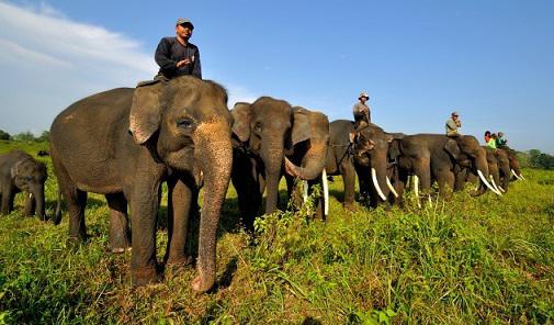 Eksplorasi Wisata di Lampung, Daftar Tempat yang Wajib Dikunjungi dan Salah Satunya Taman Nasional Way Kambas