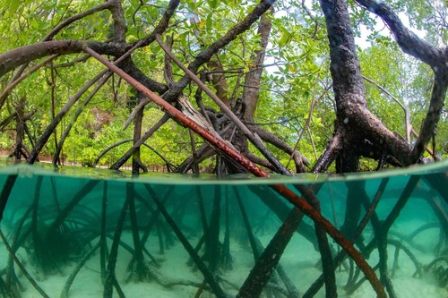 Successful Consultation and Dissemination Workshop on Community-Based Plastic Waste Management in Mangrove