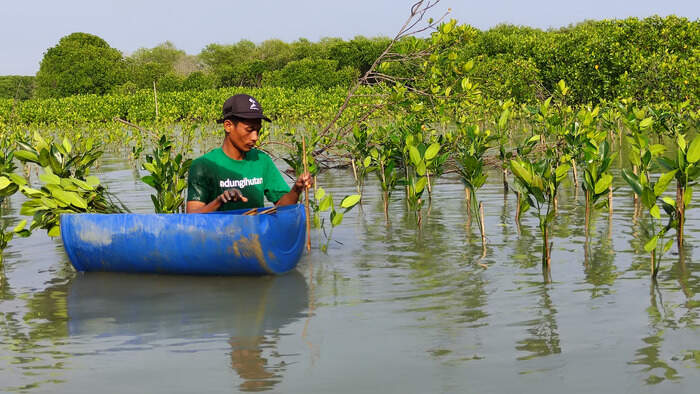 LindungiHutan Rilis Program Mangrove Capital, Bantu Perusahaan Mewujudkan Keuangan Berkelanjutan