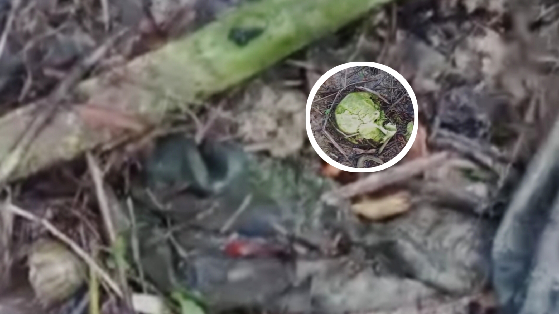 Hasil Outopsi, Tulang Belulang Manusia di Kebun Sawit Mempawah