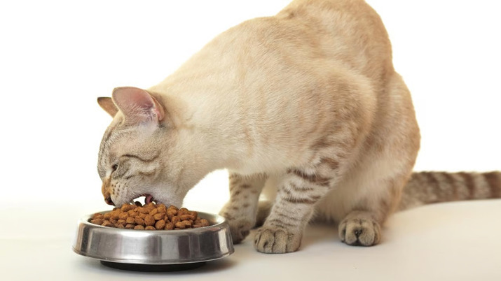 Tips Memilih Tempat Makan Kucing yang Aman & Nyaman