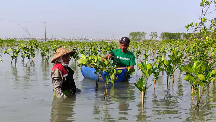 Hari Mangrove Sedunia: LindungiHutan Tekankan Pentingnya Pelestarian Mangrove untuk Masa Depan