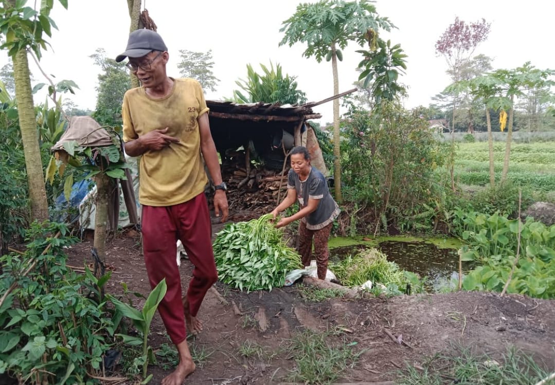 Hujan Deras di Pontianak Sebabkan Petani Tanaman Sayur Alami Kerusakan dan Kerugian