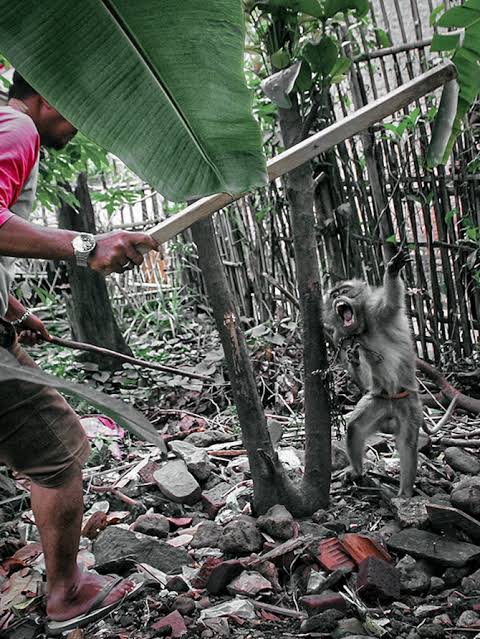 Otak Dibalik Video Penyiksaan Monyet Ditangkap, Lokasi Rekamannya di Banten & Singkawang