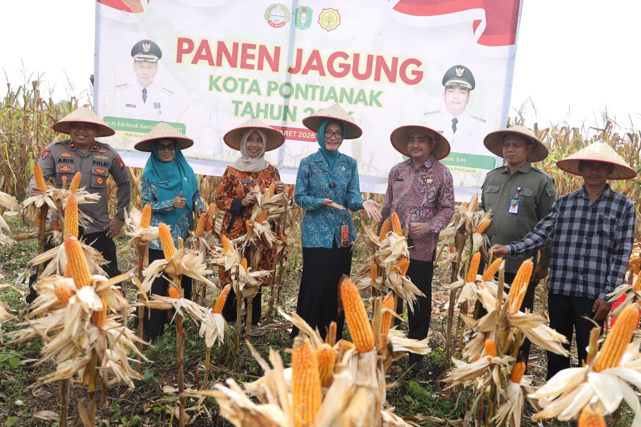 Panen Perdana Jagung Hibrida di Pontianak Utara Hasilkan 1,5 Ton