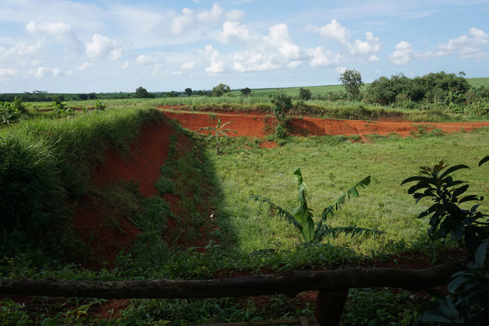 World Soil Day 2025: LindungiHutan Ajak Publik Pulihkan Tanah Lewat Aksi Penanaman Pohon