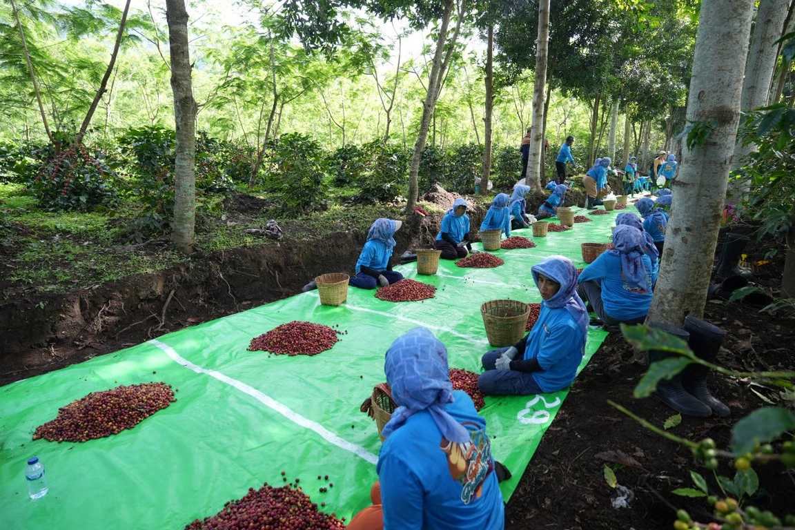 Holding Perkebunan Nusantara Perkuat Diversifikasi Agribisnis, Produksi Kopi PTPN IV PalmCo Melonjak 225%
