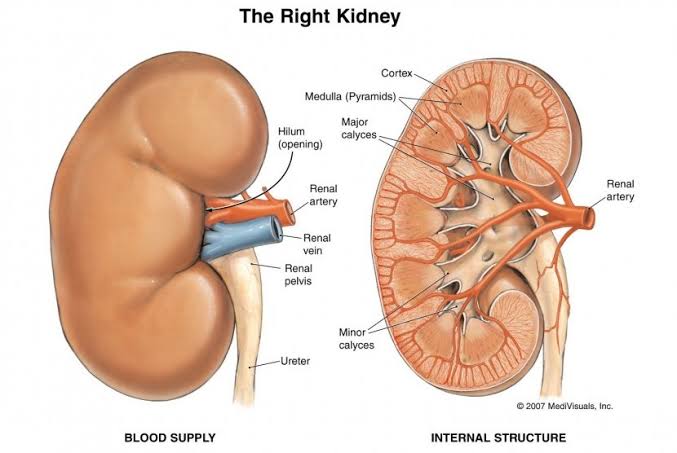 Pentingnya Menjaga Kesehatan Ginjal yang Ada Didalam Tubuh Manusia
