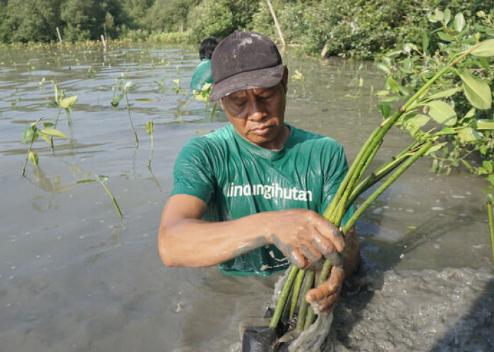 Upaya Pelestarian Lingkungan, LindungiHutan Tanam 183 Ribu Mangrove di Semarang