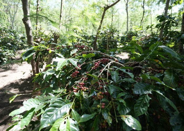 Holding Perkebunan Nusantara Dorong Kinerja Kopi PalmCo Tetap Solid di Tengah Tekanan Cuaca