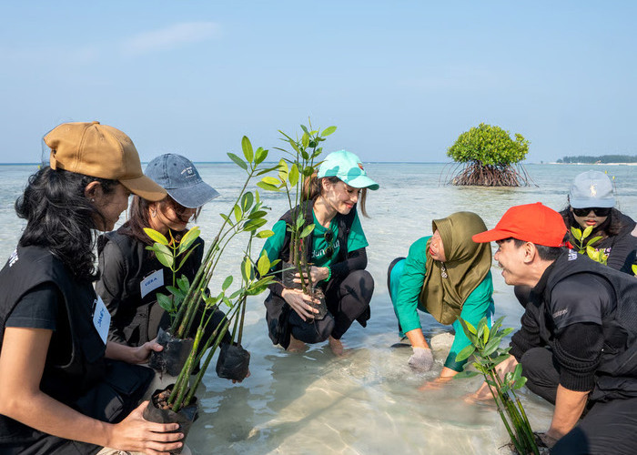 Cinta Laura dan LindungiHutan Kolaborasi Selamatkan Pulau Pari Lewat Penanaman 739 Pohon Mangrove