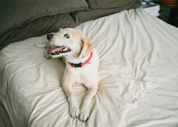 Rekomendasi Underpad Anjing Seharian di Dalam Rumah