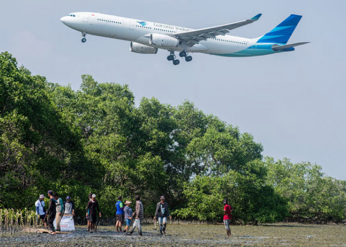 Pesisir Terancam, Mangrove Menjawab: Data Kerusakan dan Aksi Perbaikan 2025