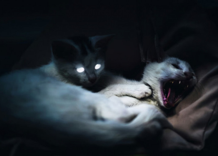 Kenali Ciri-Ciri Kucing Terkena Rabies