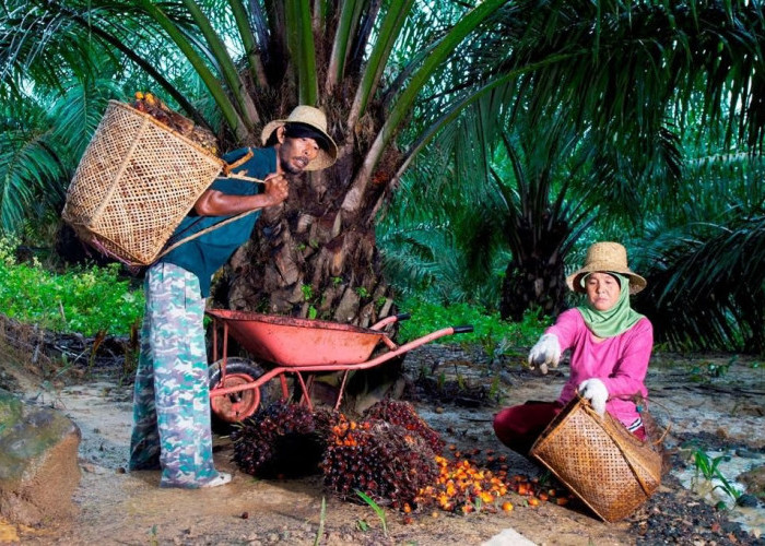 Peringati Hari Krida Pertanian, Holding Perkebunan Nusantara melalui PTPN IV PalmCo Serap 1,34 Juta Ton TBS 
