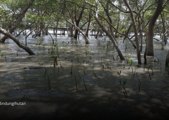 Sedekah Pohon LindungiHutan Dorong Aksi Nyata Pulihkan Ekosistem Pesisir Surabaya