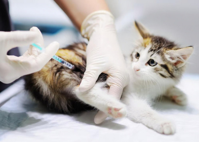 Panduan Makanan Kucing Setelah Vaksinasi