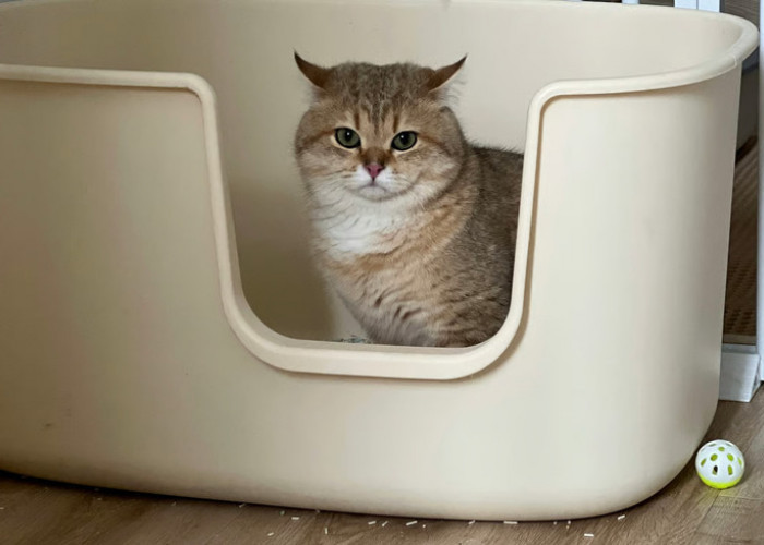 Spot Terbaik untuk Menyimpan Litter Box Kucing di Rumah