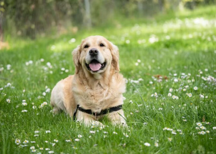 Kenali Anjing Labrador dari Karakter, Sifat, Sampai Cara Merawatnya