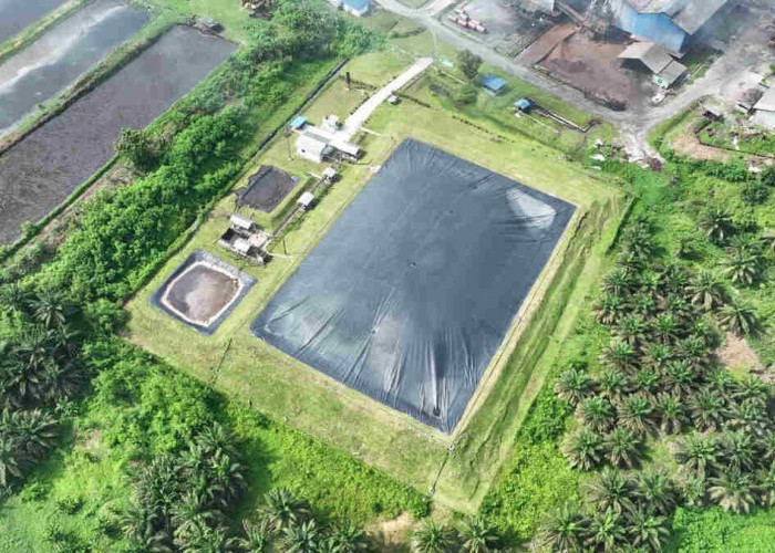 Holding Perkebunan Nusantara Perkuat Transisi Energi Bersih melalui Perdagangan Karbon PTPN IV PalmCo