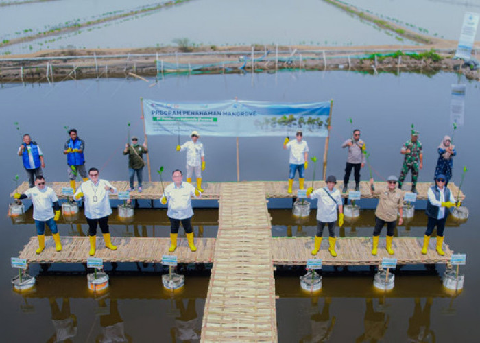 Tanam 16.000 Bibit Mangrove, PT Pelindo Solusi Logistik Perkuat Ekosistem Blue Carbon untuk Mitigasi Perubahan